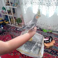 یک عددعروسی هلندی سرحال وسالم|پرنده|شیراز, شهرک کوشکک|دیوار