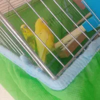 مرغ عشق هلندی