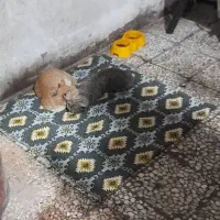 دوتا گربه ناز و کیوت|گربه|قدس, شهرقدس|دیوار