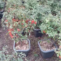 پیرکانتا|خدمات باغبانی و درختکاری|خرم‌آباد (تنکابن), |دیوار