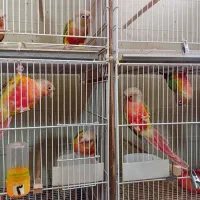 طوطی گرینچیک مولد و روی تخم