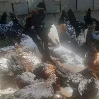 تخم مرغ مرغ گلین لری اصیل ریش دار