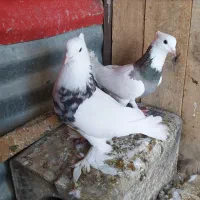 طوقی|پرنده|شاهرود, |دیوار