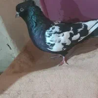 فک کنم نر است کاکلی و پرشی