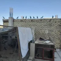 کبوترپلاکی۳۰۰|پرنده|خمینی‌شهر, |دیوار