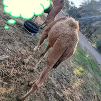 چهار عدد هاشی