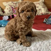 پامر /پودل/شی هواوا/گلدن/چاوچاو|سگ|اصفهان, احمدآباد|دیوار