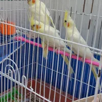 عروس هلندی|پرنده|اصفهان, محله سفلی|دیوار