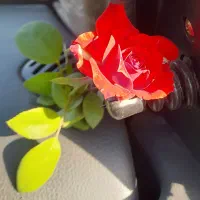 نگهدار از سالمند