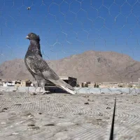 سیاه دم سفید کاکل میخ یک جفت مطلق تخت دم سفید|پرنده|نجفآباد, فاز ۴ شهرک آزادگان|دیوار