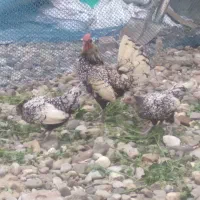 مرغ و خروس سیبرایت