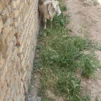 چپیش با بز با بزغاله
