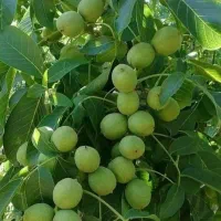 نهال تضمینی و شناسه دار|خدمات باغبانی و درختکاری|تبریز, |دیوار