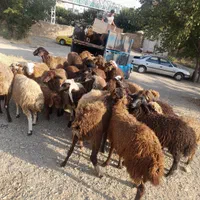 خرید دام با سلاخ زنده