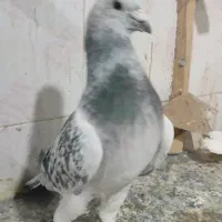 سه تا جفتی زرد وشامی روشن 6تاماده شهری کبوتر|پرنده|شیراز, هفت تنان|دیوار