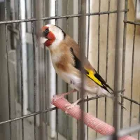 فروش سهره نشاندارجفتی