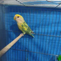 جفت کوتوله وعروس هلندی|پرنده|یزد, |دیوار