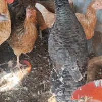 ۲ عدد بوقلمون|حیوانات مزرعه|جزنیک, |دیوار