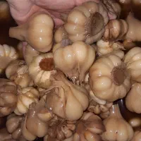 سیر ترشی طارم درجه یک|عمده‌فروشی|چورزق, |دیوار