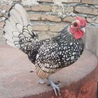 خروس سیپرایت