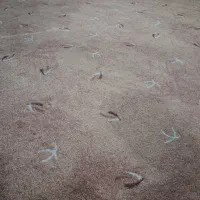 پالاز موکت|موکت|صومعه‌سرا, |دیوار