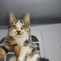 واگذاری دوتا گربه نر ۴ ماهه بغلی بازیگوش راییگان