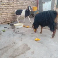 بره ماده ونر وبز وگوسفند|حیوانات مزرعه|قیدار, |دیوار