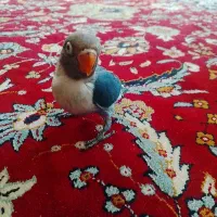 کوتوله دستی|پرنده|اردکان, |دیوار