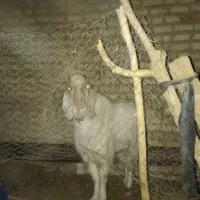 بز . وزنی