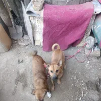 سگ پاپی|سگ|مشهد, جلالیه|دیوار