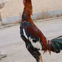خروس لاری میکس ترک افغان