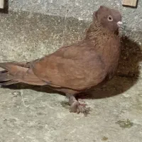 کفتر|پرنده|مشهد, شهرک بهارستان|دیوار