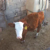 گوساله سیمینتال|حیوانات مزرعه|دلند, |دیوار