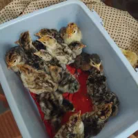 جوجه بوقلمون برنزمحلی جوجه لاری