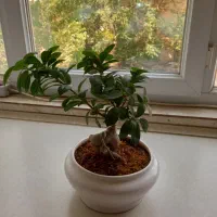 گل بنسای شاداب