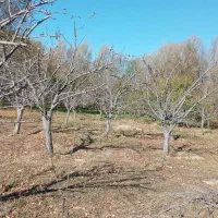 هرسکاریدرختانوسمپاشی