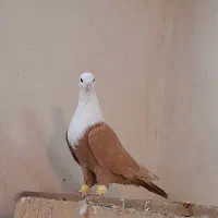 کلاغ کربلایی وساده سرخ کاکلی اس اس|پرنده|مشهد, انقلاب|دیوار