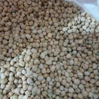 نخود بذری درجه یک