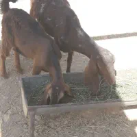 بز و بیگ|حیوانات مزرعه|مسجد سلیمان, |دیوار