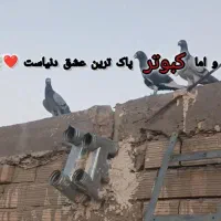 کفتر
