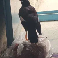 مرغ مینا واسه مهدی هست|پرنده|ریز, |دیوار