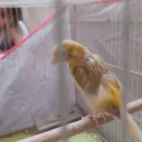 قناری ابلق..