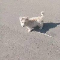 توله بامزه