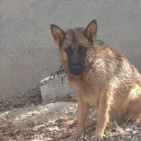 سگ مالینیوز وژرمن