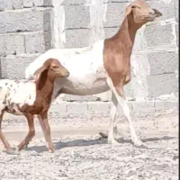 بره با بچه برشن|حیوانات مزرعه|بندرعباس, |دیوار