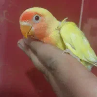 فروش برزیلی دسی|پرنده|داراب, |دیوار