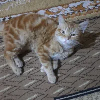 گربه بنام انور|گربه|حمیدیه, |دیوار