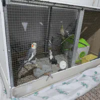 جفت عروس هلندی|پرنده|نقده, |دیوار