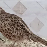 پرنده گمشده