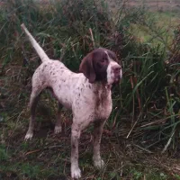 سک شکاری به فروش می‌رسد